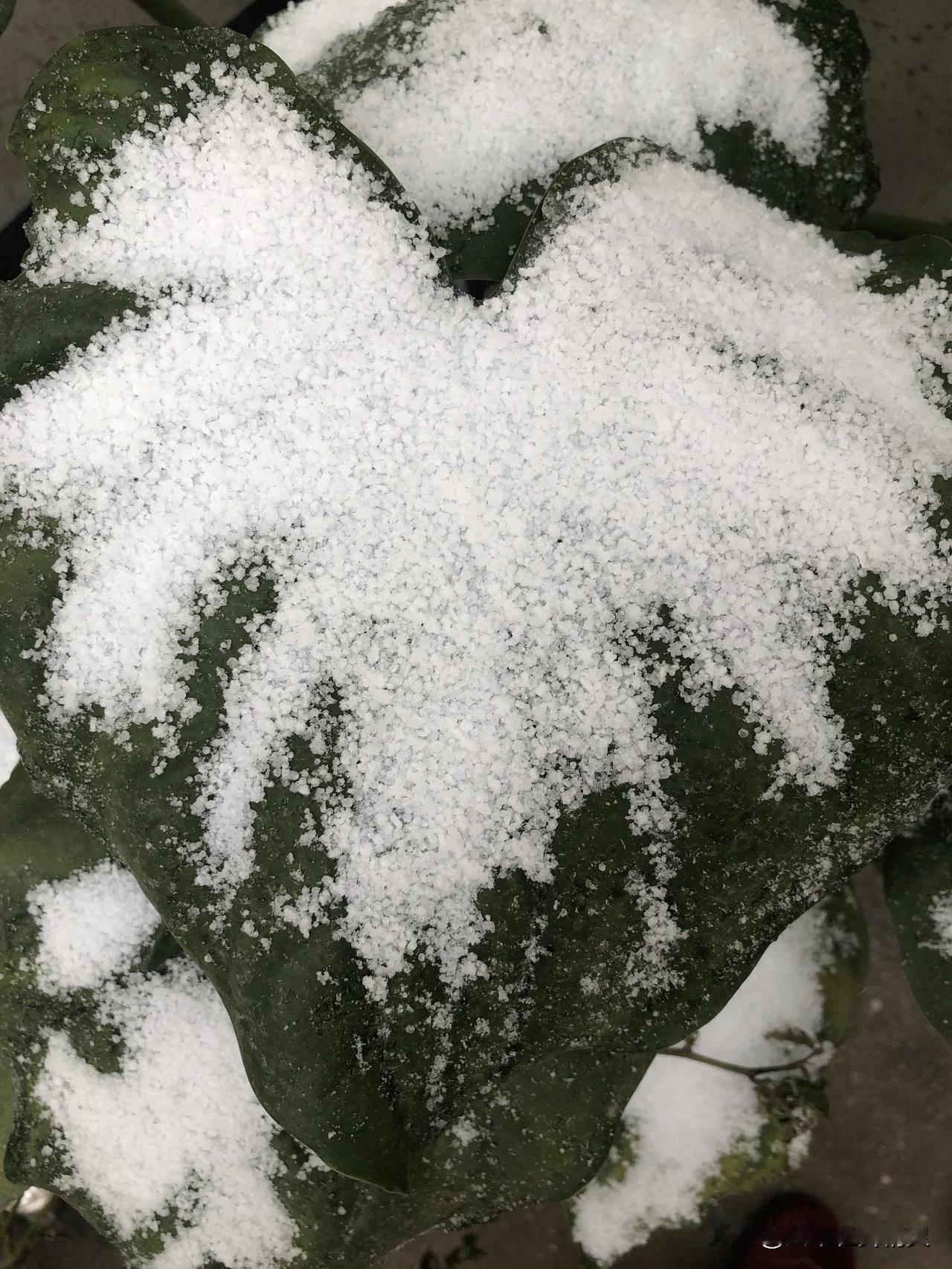 家人们！还真的下雪啦❄️ 刚出门就看到楼下的绿植叶子上积了一层细碎的雪粒，凑过去