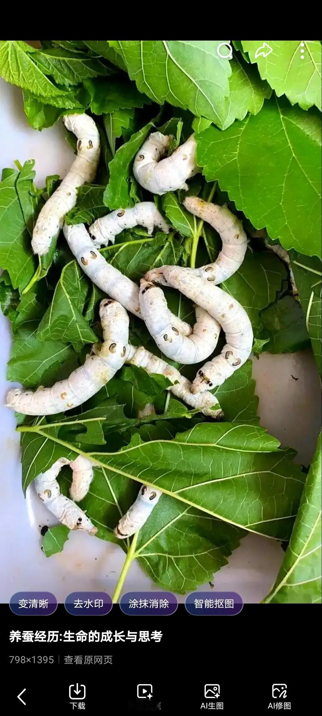 我姥姥家就是专业干这个的，每年春季就会养很多蚕，蚕大一点了时每次上新鲜桑叶时，蚕