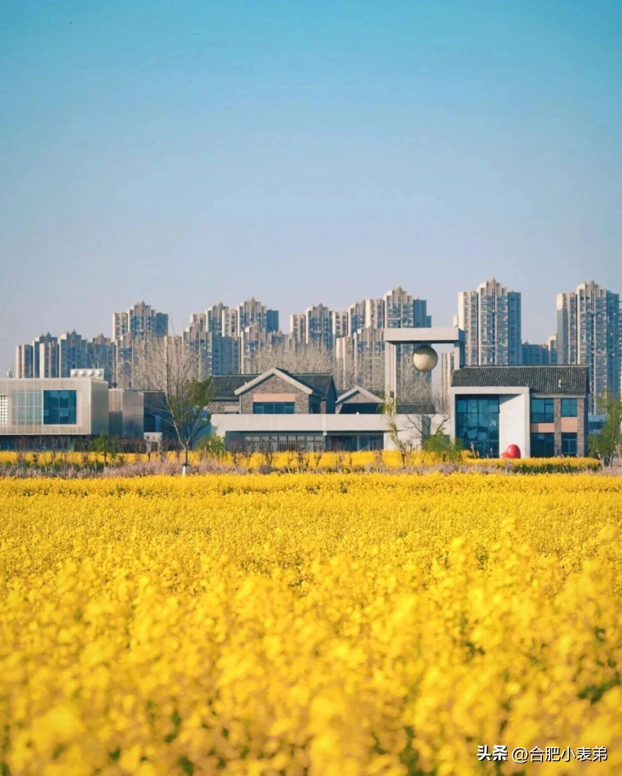 金黄油菜花海即将刷屏朋友圈，不用出城，主城就能拍爆内存！推荐两处超近赏花点： 滨
