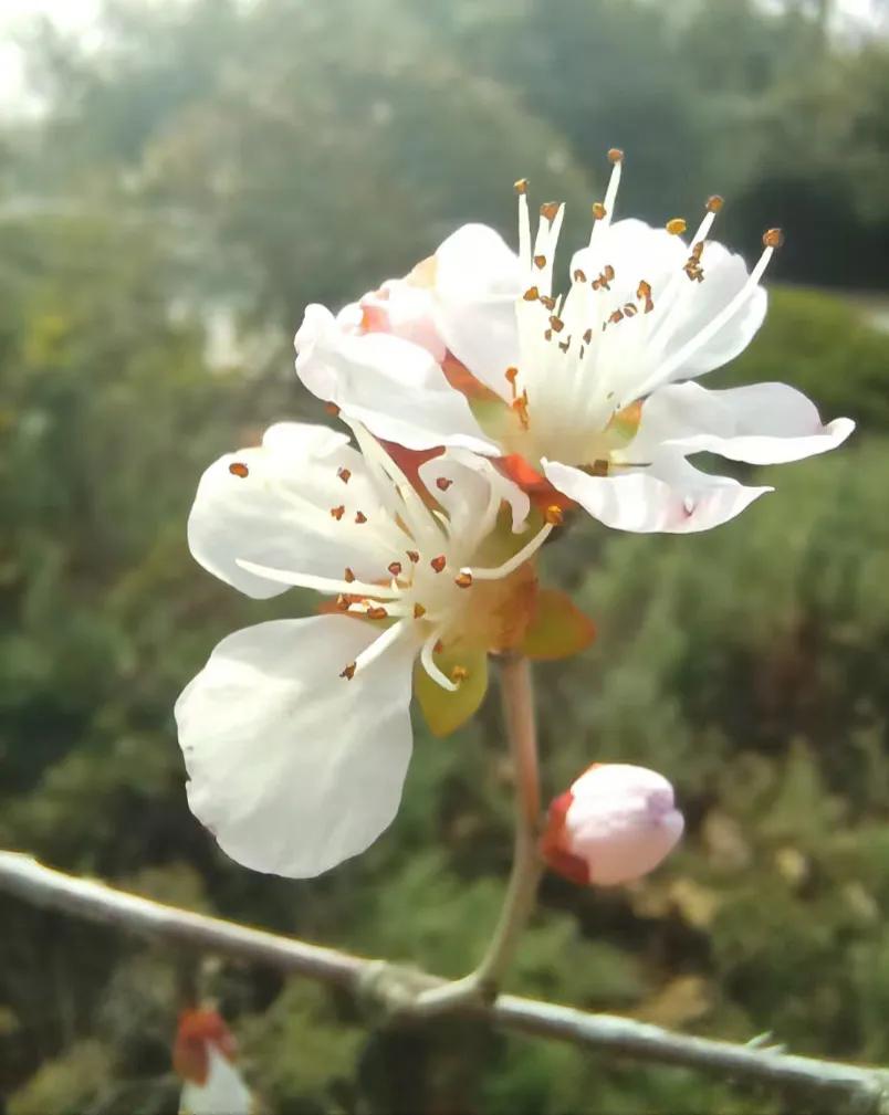 阳春三月，如此美好，我们哪有理由懈怠！
愿你的每个清晨，都如同初春绽放的花朵，沐