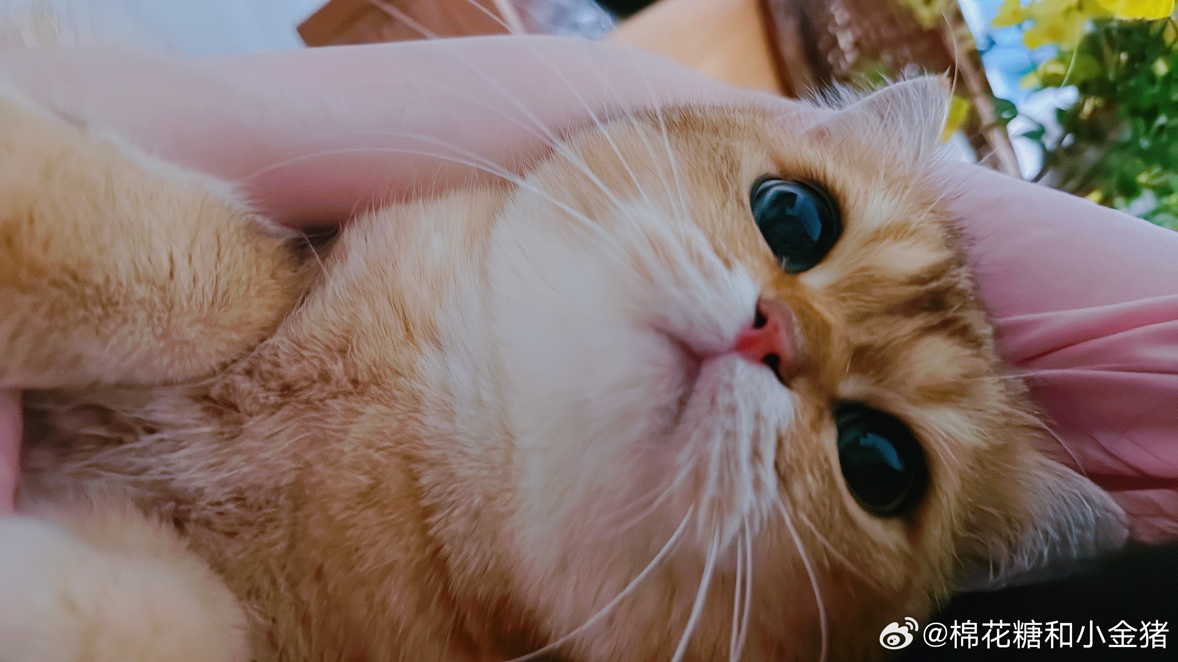 剪完指甲发现又忘记买猫条了。 ​​​