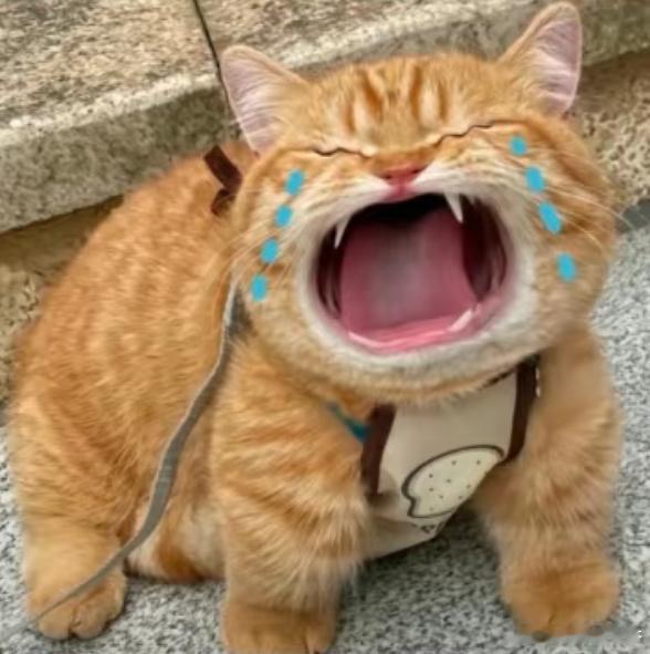 不好出大事了。。。。。。。。。。。。。。。。。。。后天又周日了 