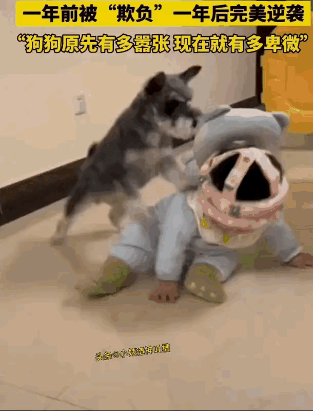 汪星人：一年时间怎么可以长得这么快？