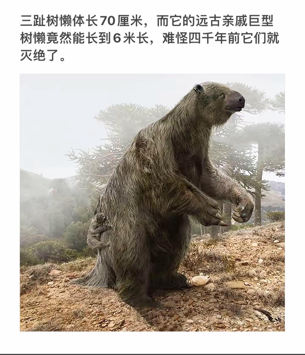 巨型三趾树懒现身，远古亲戚重现人间！