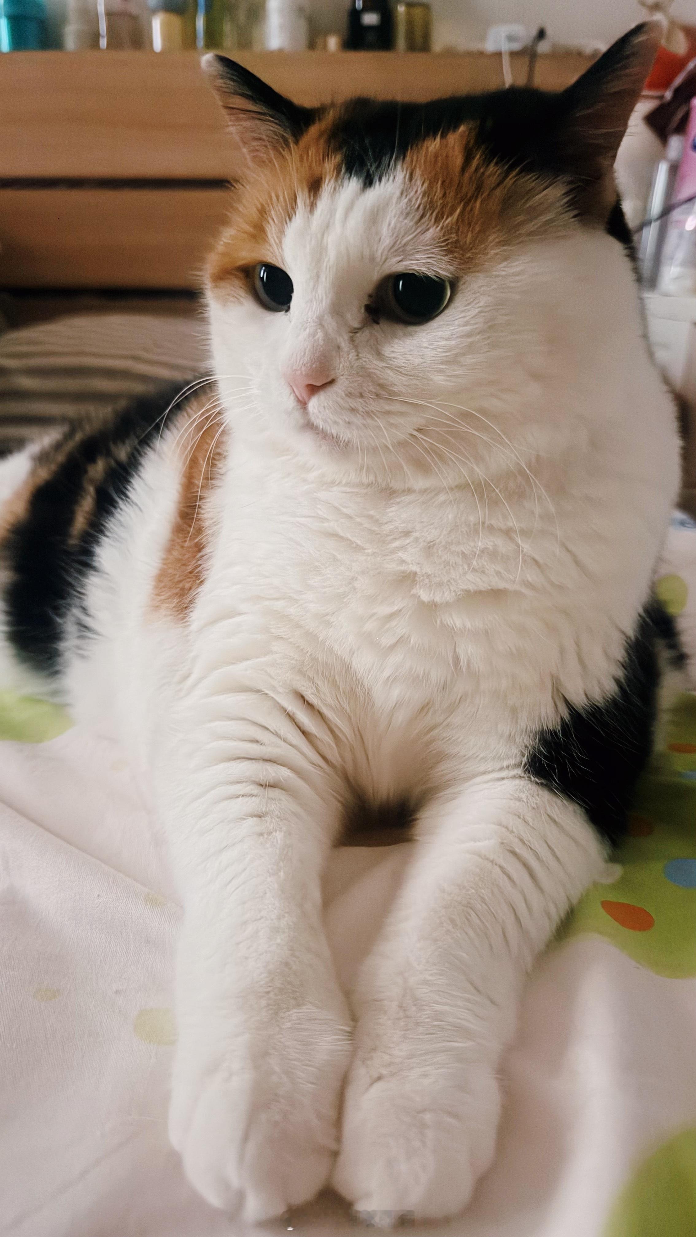 花妞说这角度拍她显瘦～我爱三花猫