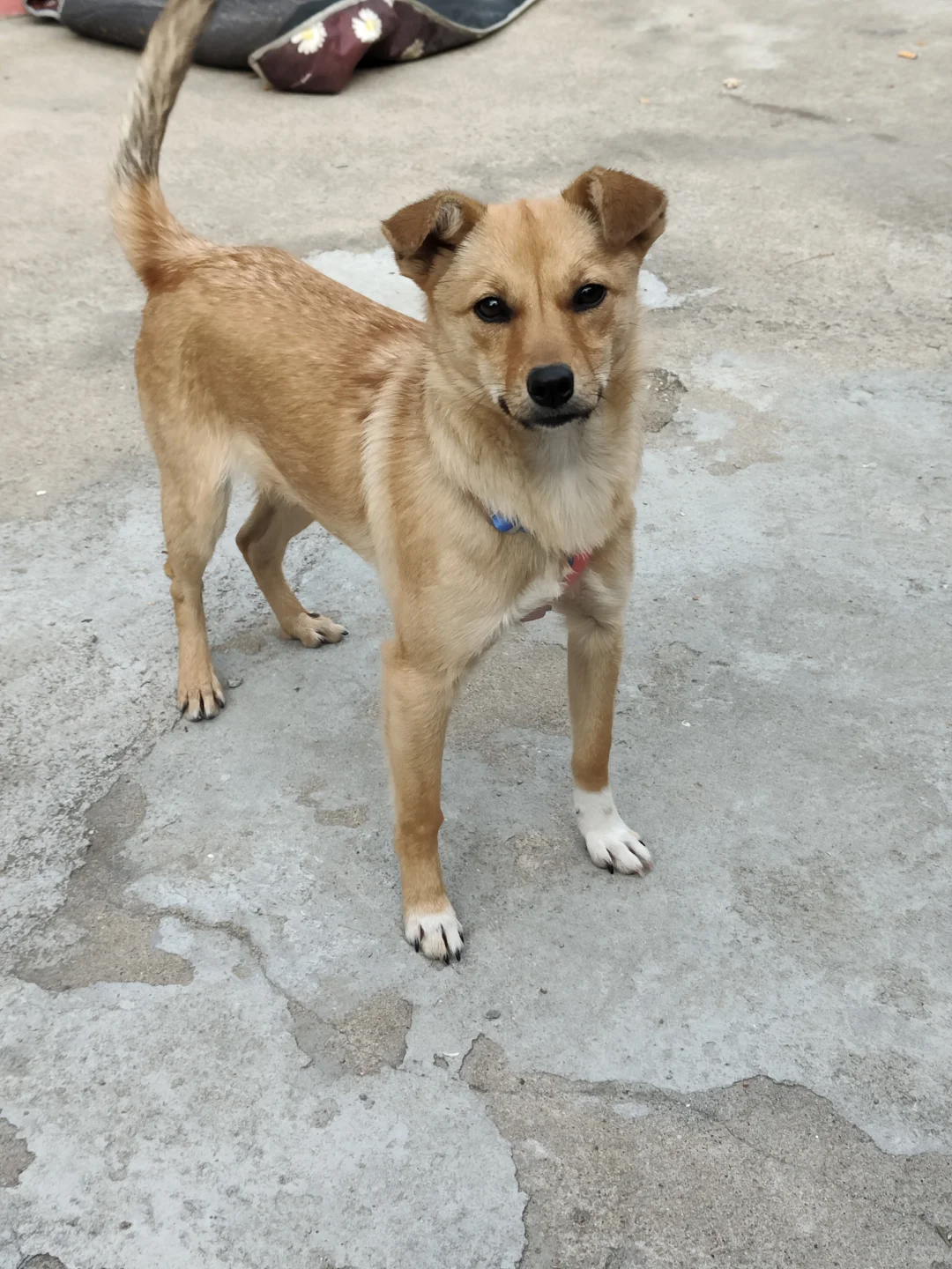 六个月田园犬妹妹找家🇨🇦🇩🇪