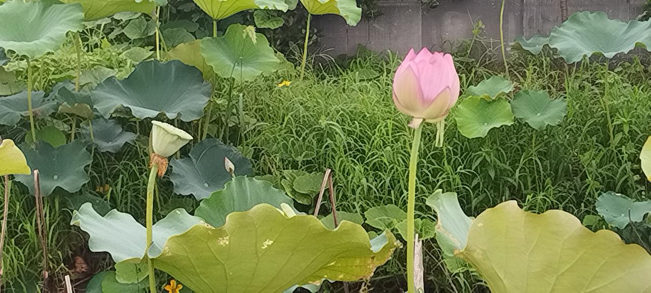 分享一张拍的花