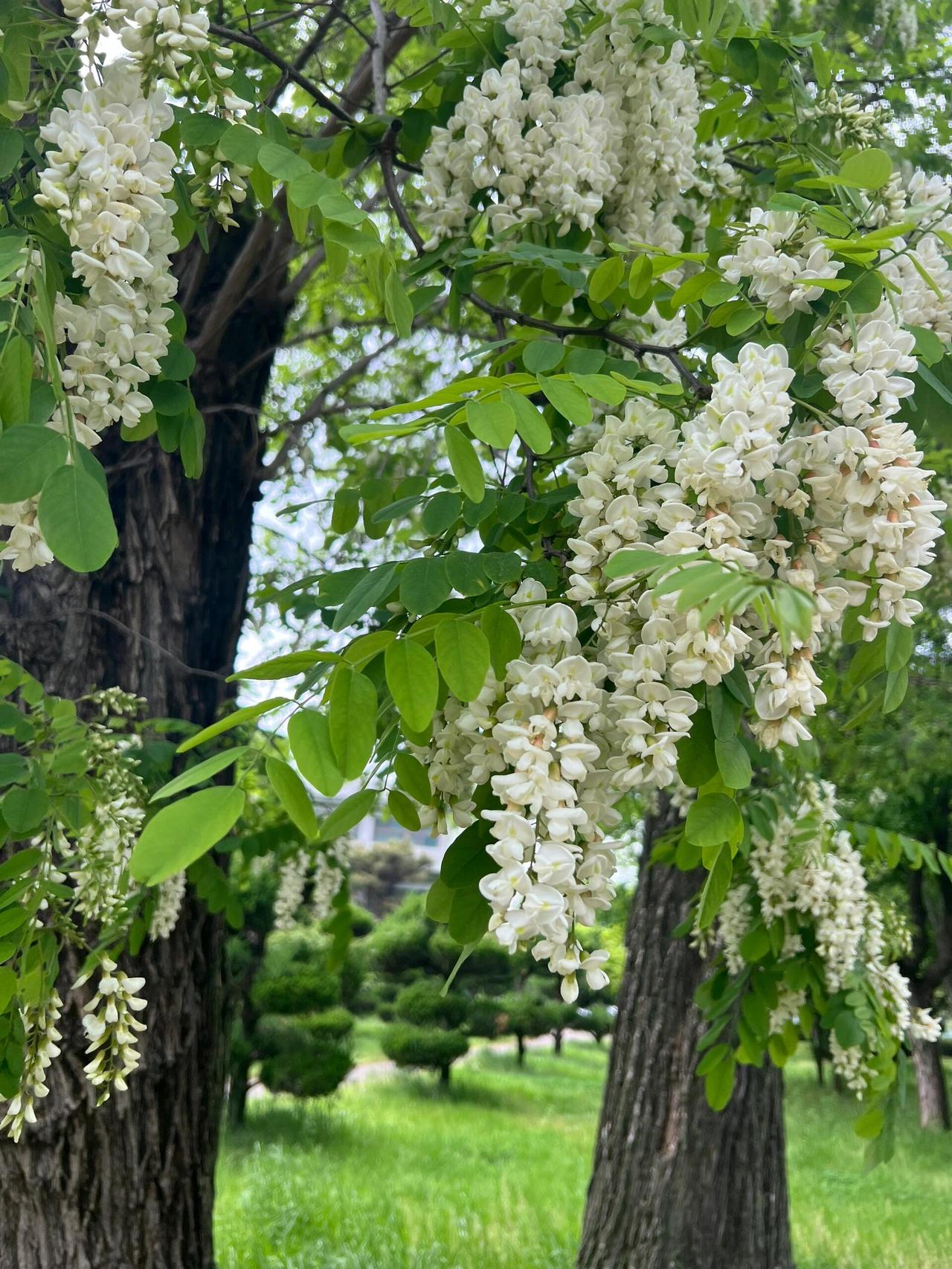 槐花饺子

西安环城公园的春天，是从护城河边那排老槐树开始的。

沿着城墙根儿走
