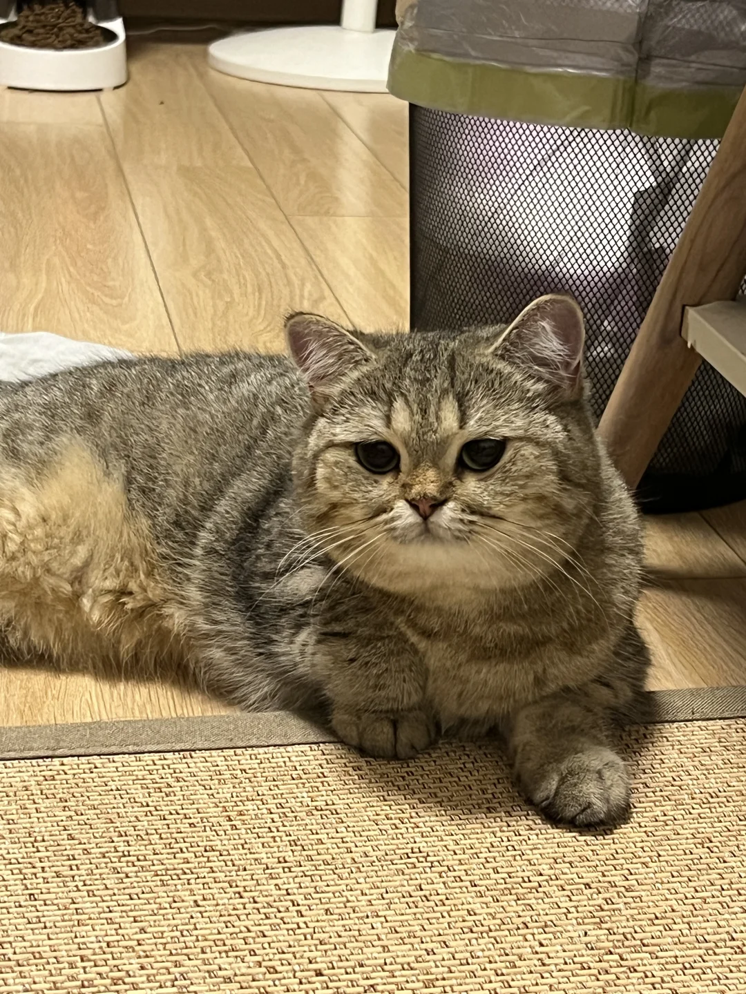 小猫咪怎么会有大象腿？
