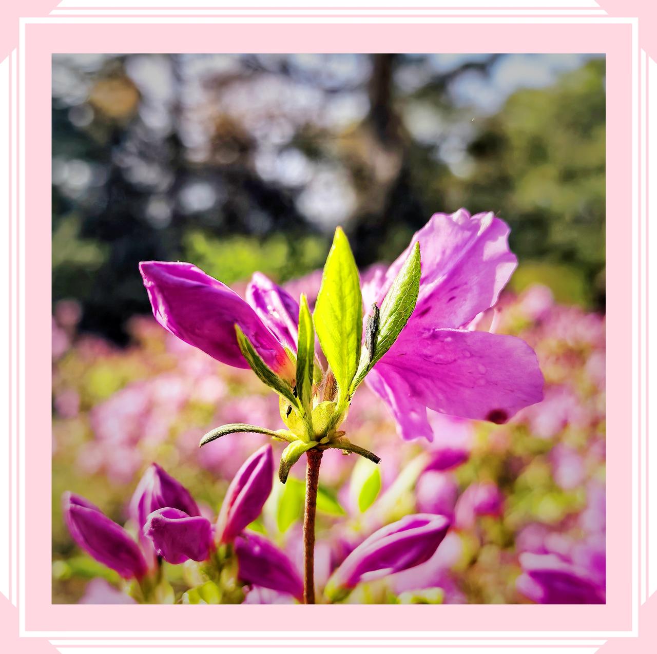 绝美杜鹃花欣赏北京公园里的杜鹃花