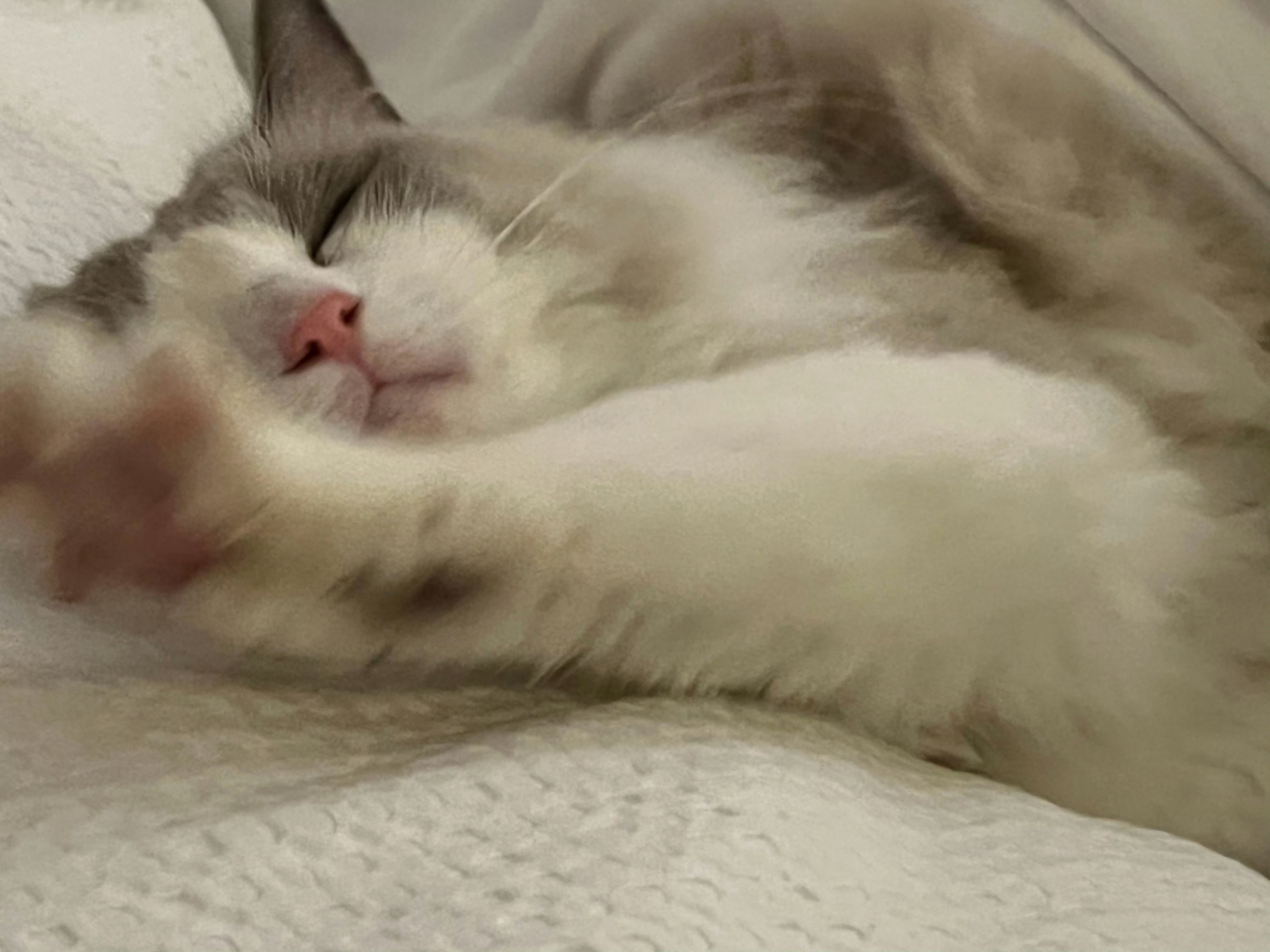 😽 ​​​