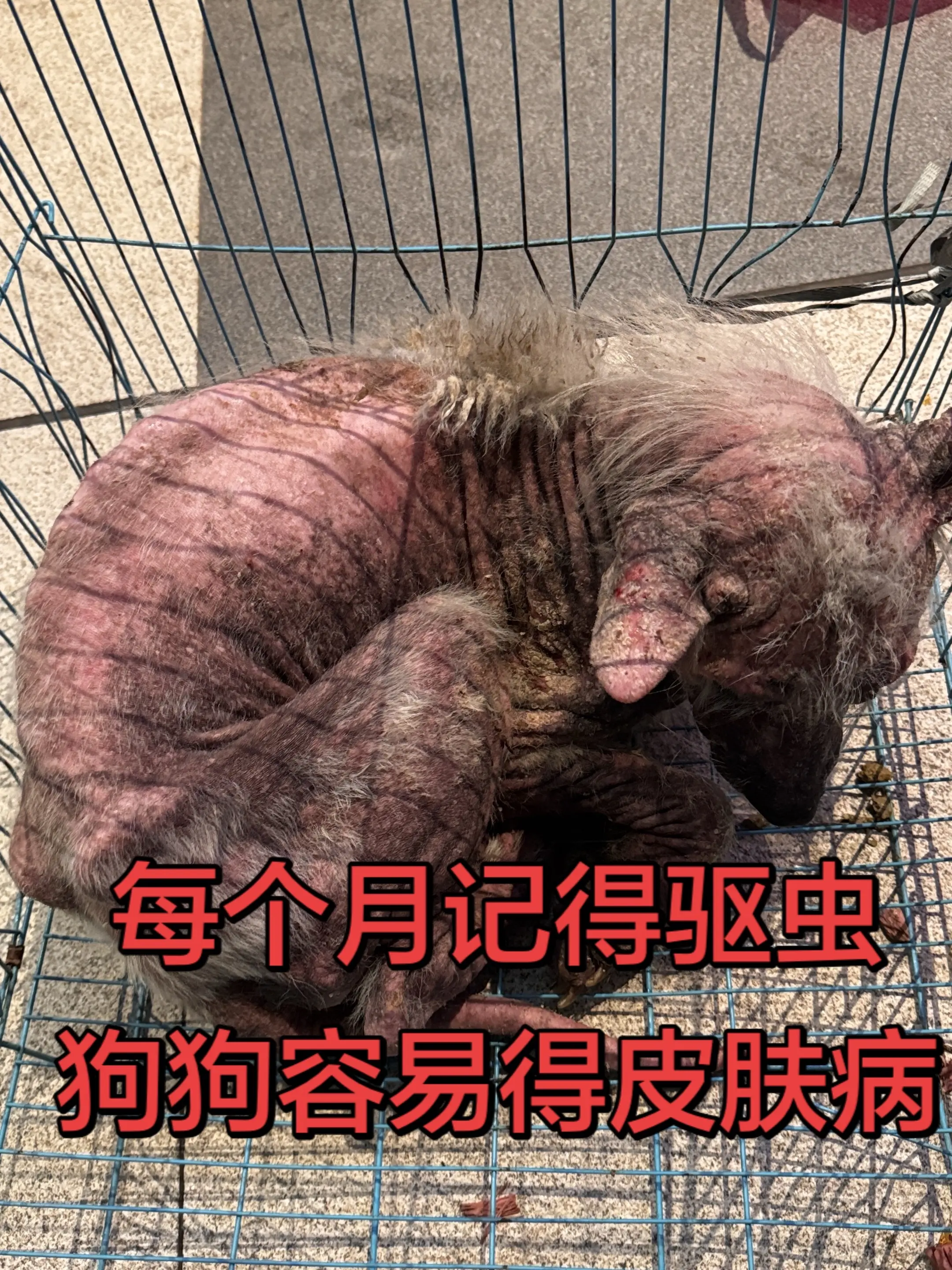 每个月一定要驱虫，一定要驱虫，千万不能忘记，要不然狗狗会容易得皮肤病