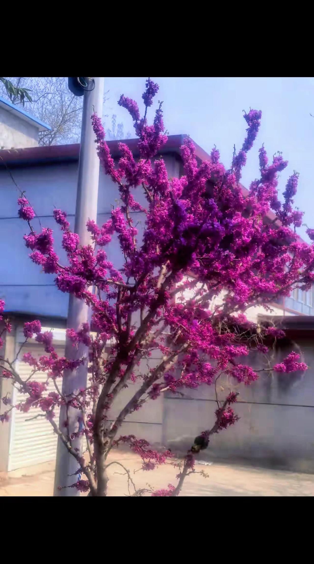 家门口的紫荆花开了晒晒你拍的花 谁知道这是什么 你能叫出它的名字吗 花都开了你还