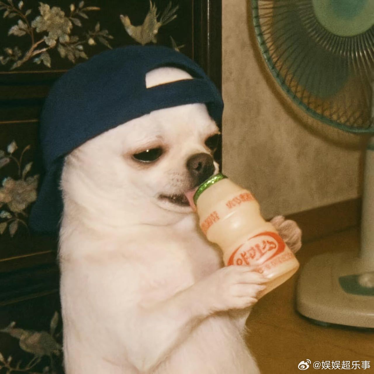 𝐰𝐞𝐜𝐡𝐚𝐭搞怪头像可爱头像 | 九宫格|今日头像分享|可爱头像|自