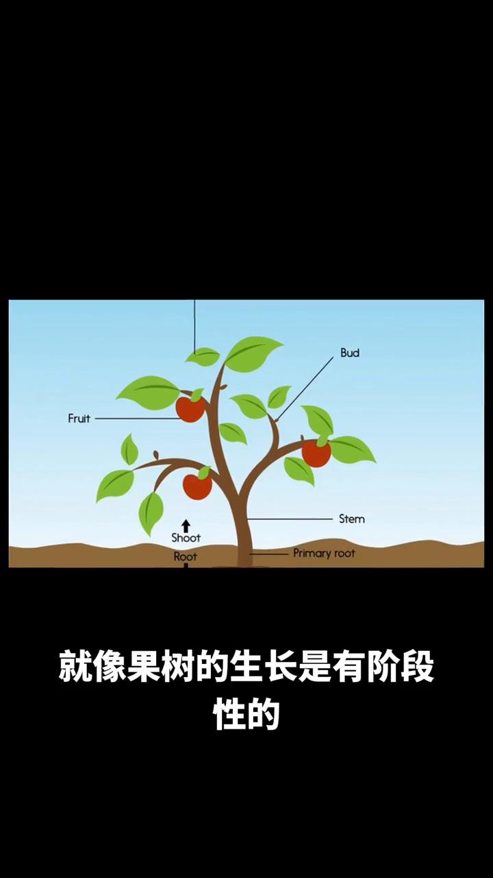 苹果从套袋到下袋上3次水溶肥比较好。就像果树的生长是有阶段性的，每个阶段都有不同