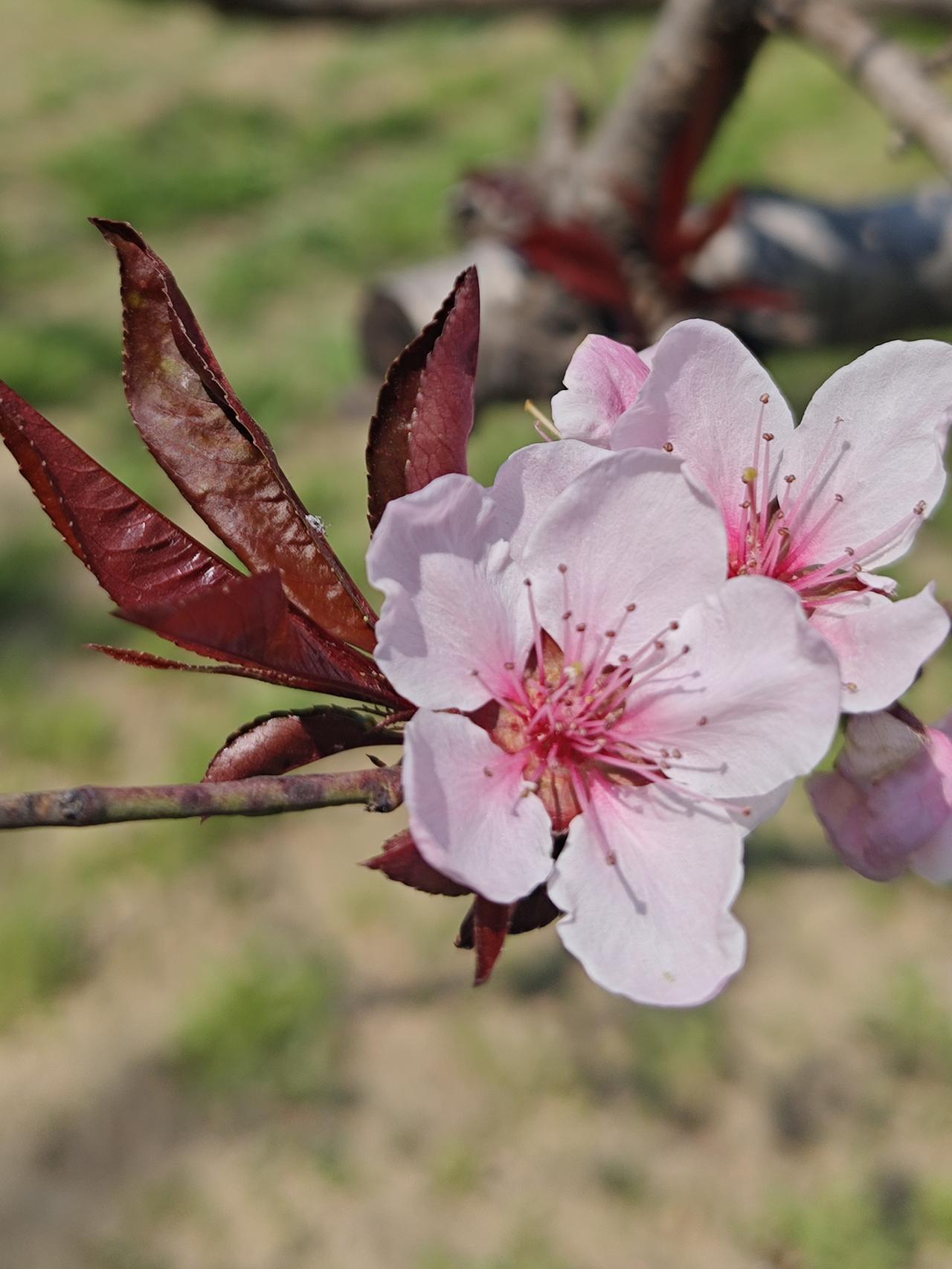 每一张随手拍的花花草草，都没有精致的滤镜，没有完美的角度，却藏着最真实的生活暖意