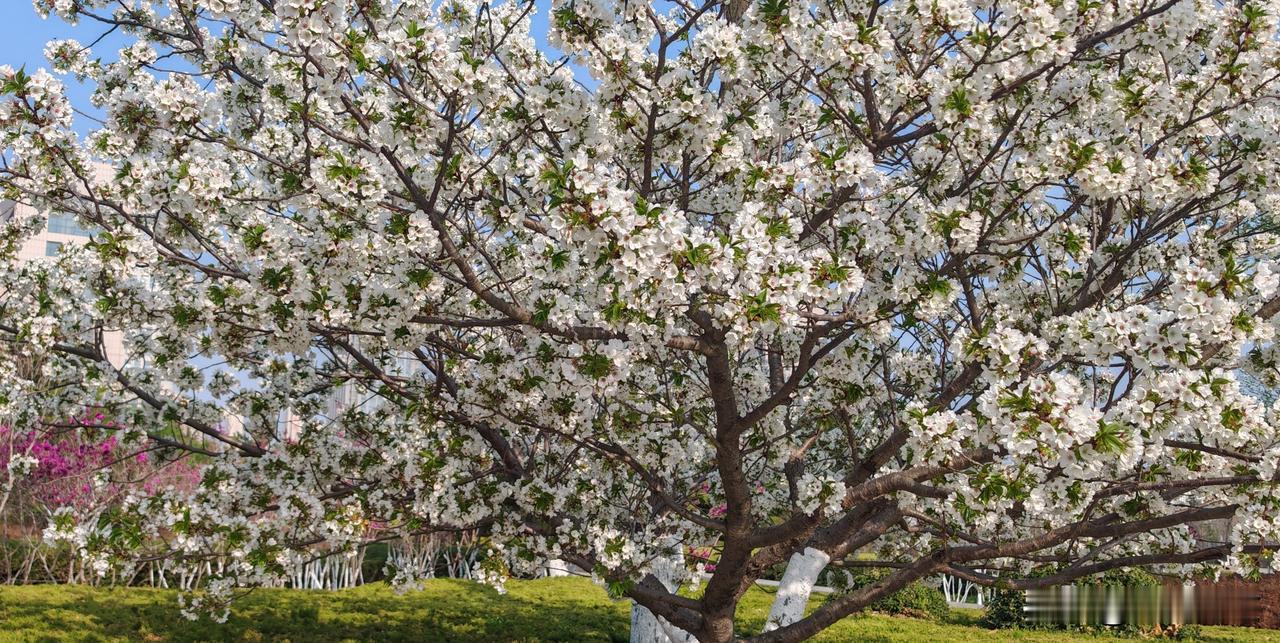 晒图笔记大赛威海市文登区文登学公园里的大岛樱