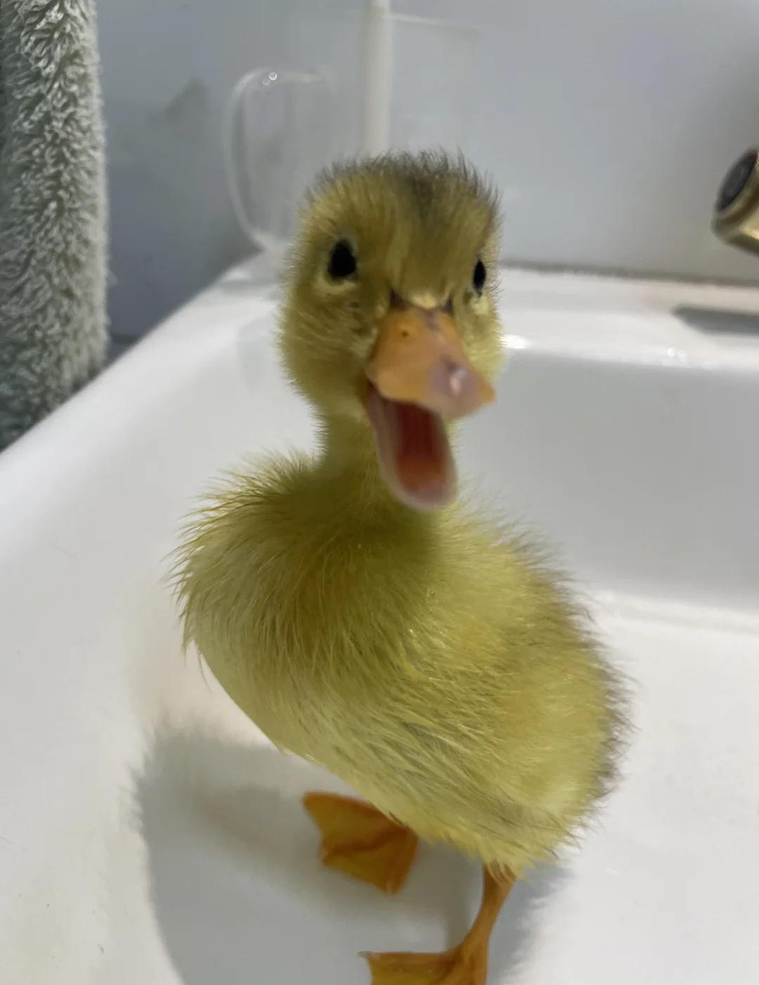 去医院救活的小鸭子有人要领养吗
估计10几天大
还不知道公母
唯一要求
不要养死