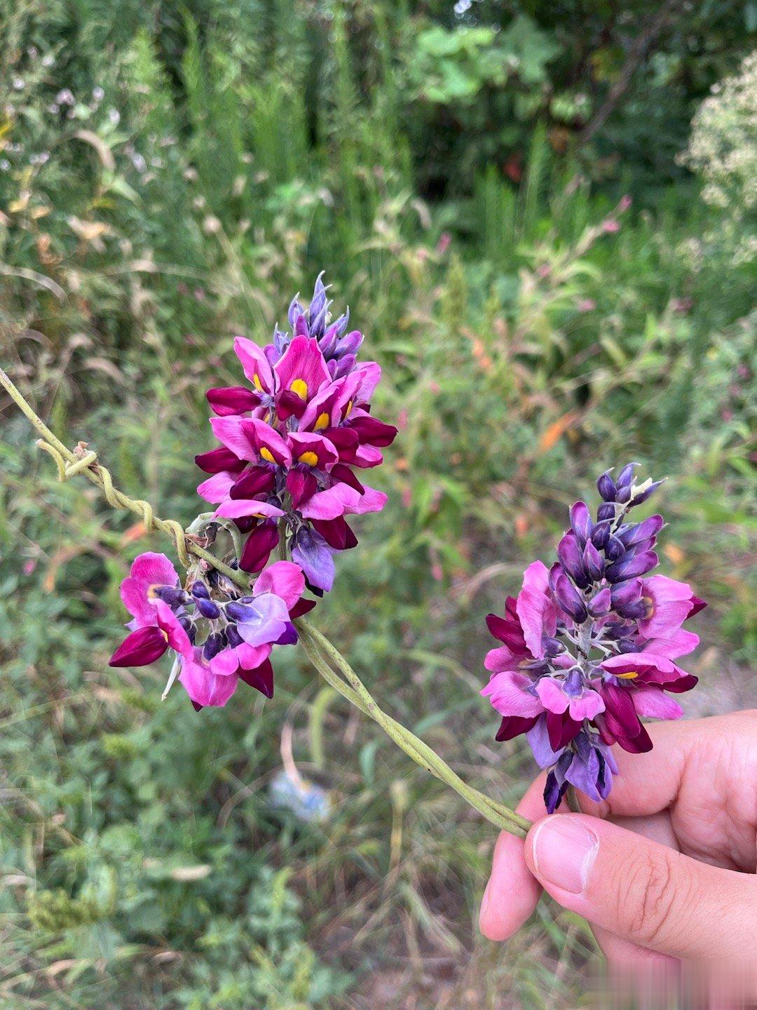 又香又甜的葛花，跟槐花一个味儿。  ​​​