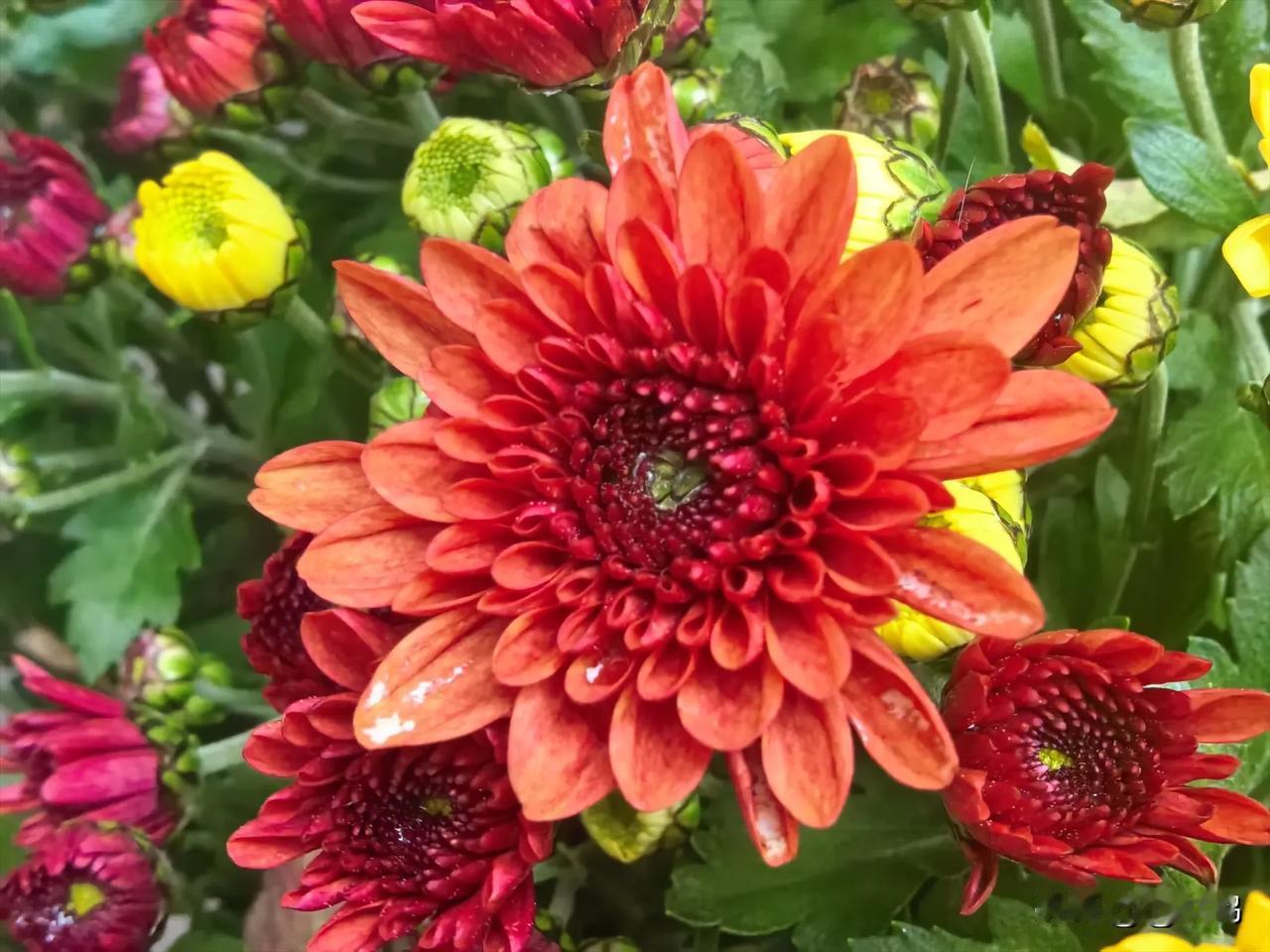 让每个平凡的日子，都溢满花香，用镜头记录这世间万物！