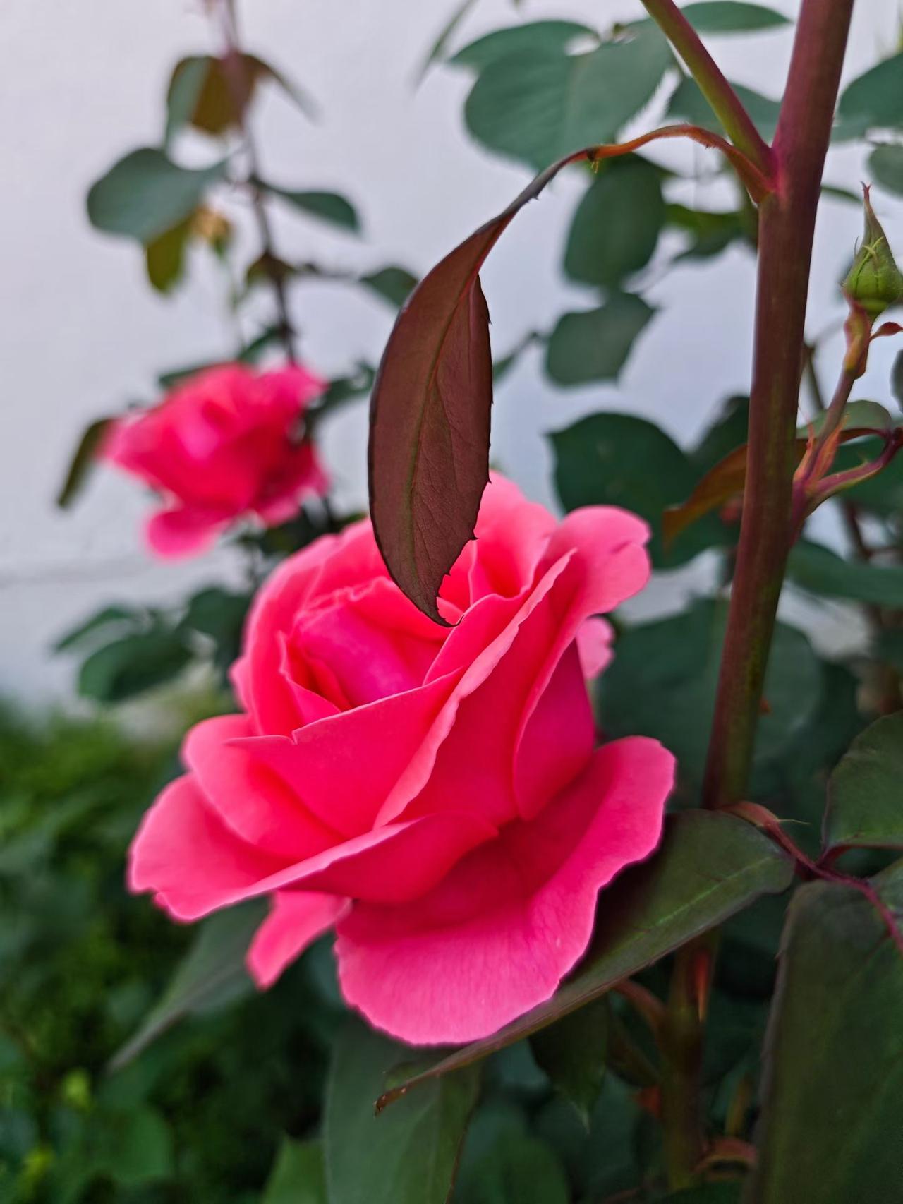 来一组照片证明花开正艳