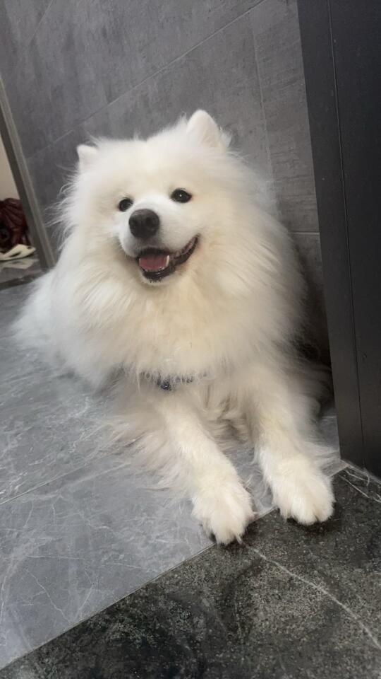 有的小狗一看就知道是不是小女狗