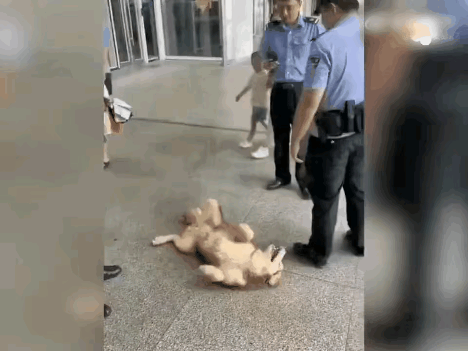 一名男子想带着狗狗来乘坐高铁，被高铁安检员拦下告知狗狗不可以进站。男子索性把狗狗
