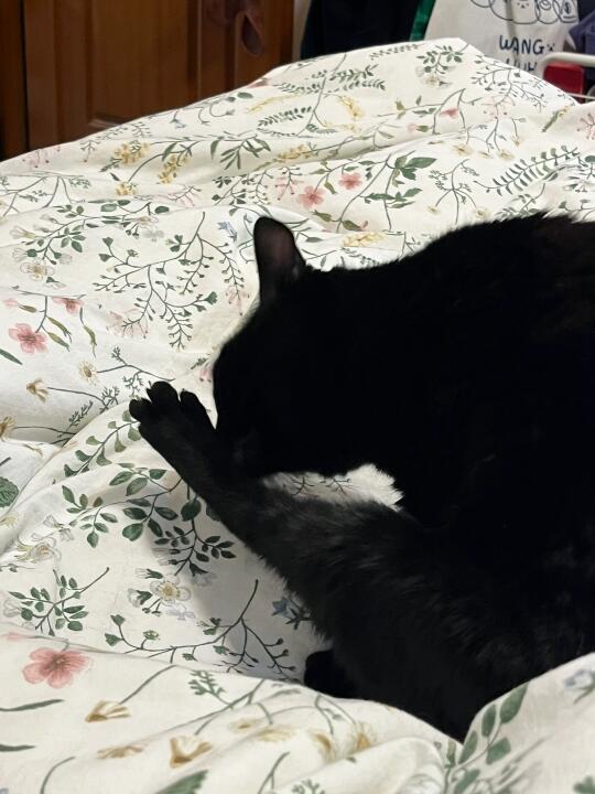 关于猫的口水味和香水味