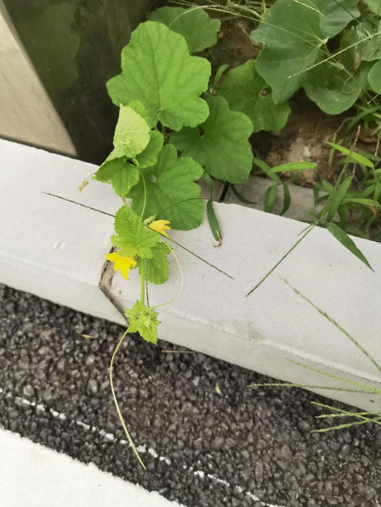 有谁认识这是什么瓜秧？

这是我在公路边看到的野生瓜秧，都开始结果了，但由于太小