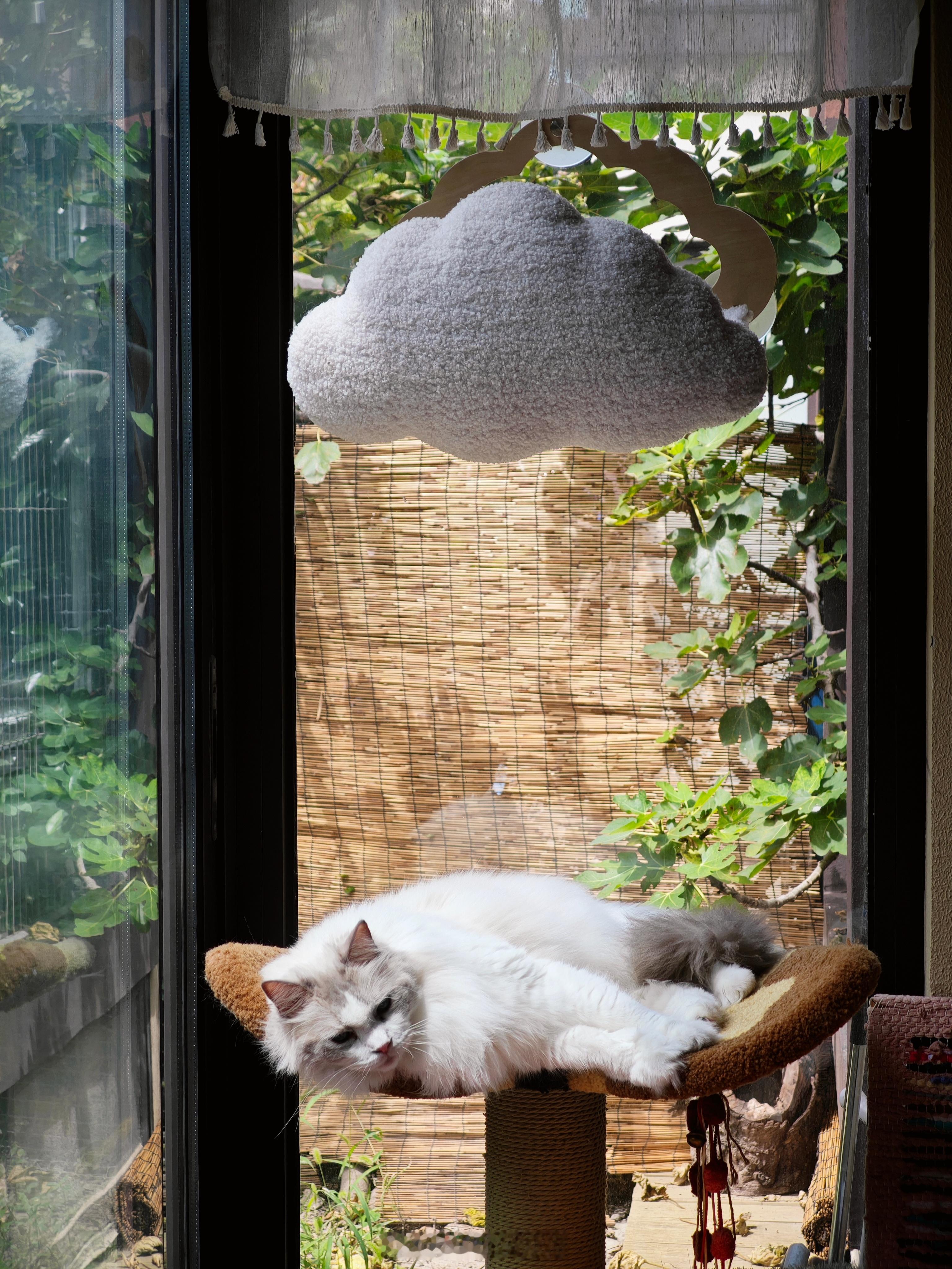 还是要向猫学习如何活在当下呀 ​​​