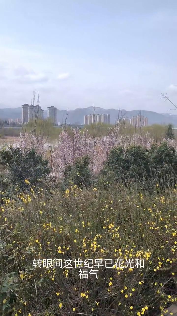 如花正开那样美不怕风雪，来等你。转眼间这世纪早已花光和氧气，我共你在原地拼命去耗