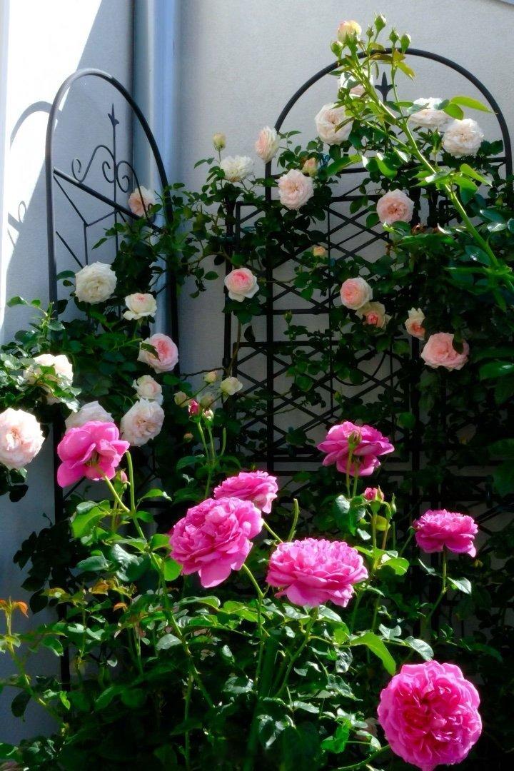 36度高温下的rose   乖妈摄影 