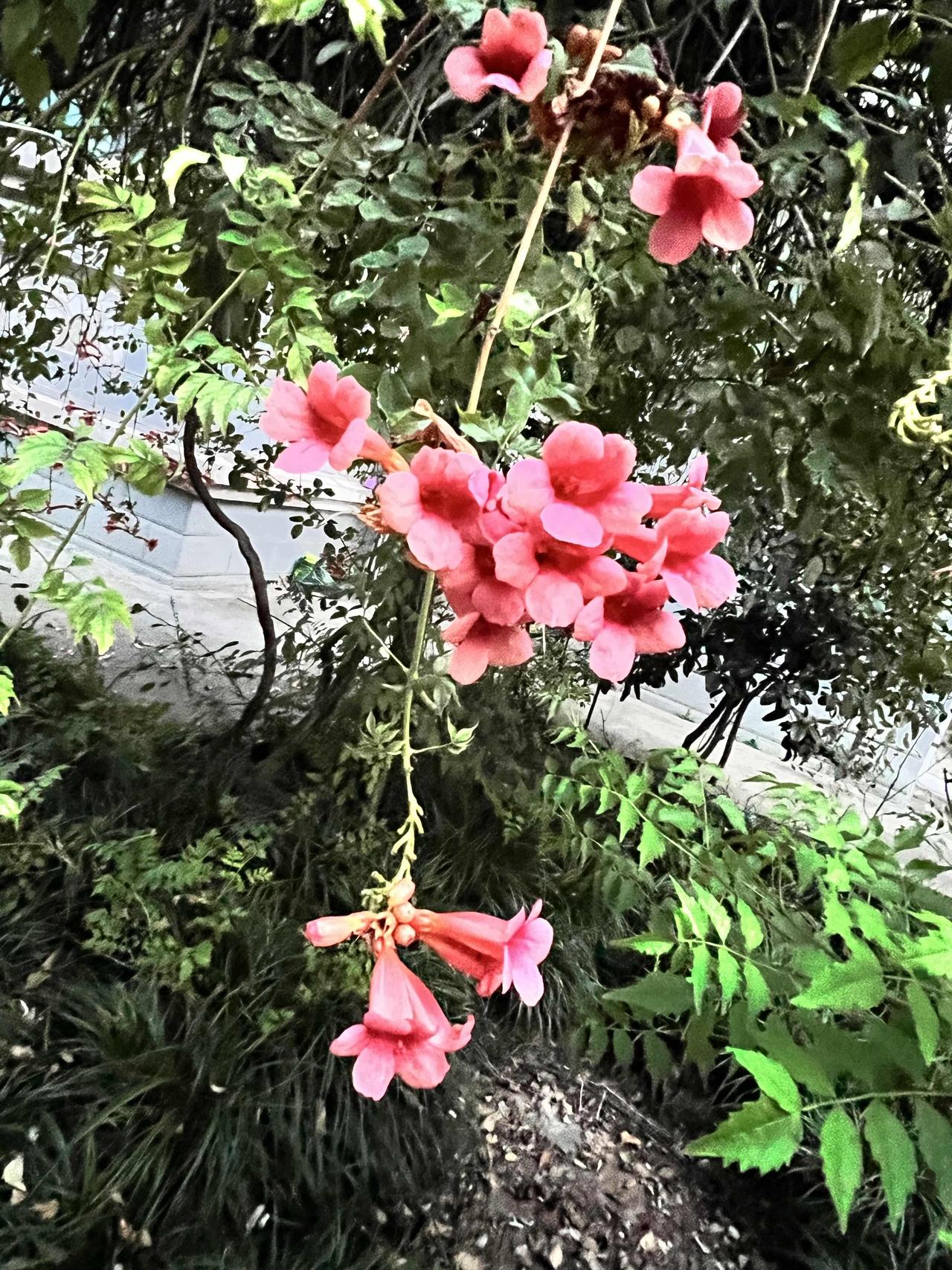 这是厚萼凌霄，属于紫葳科凌霄属的攀援藤本植物，也常被称为美国凌霄或北美凌霄。它的
