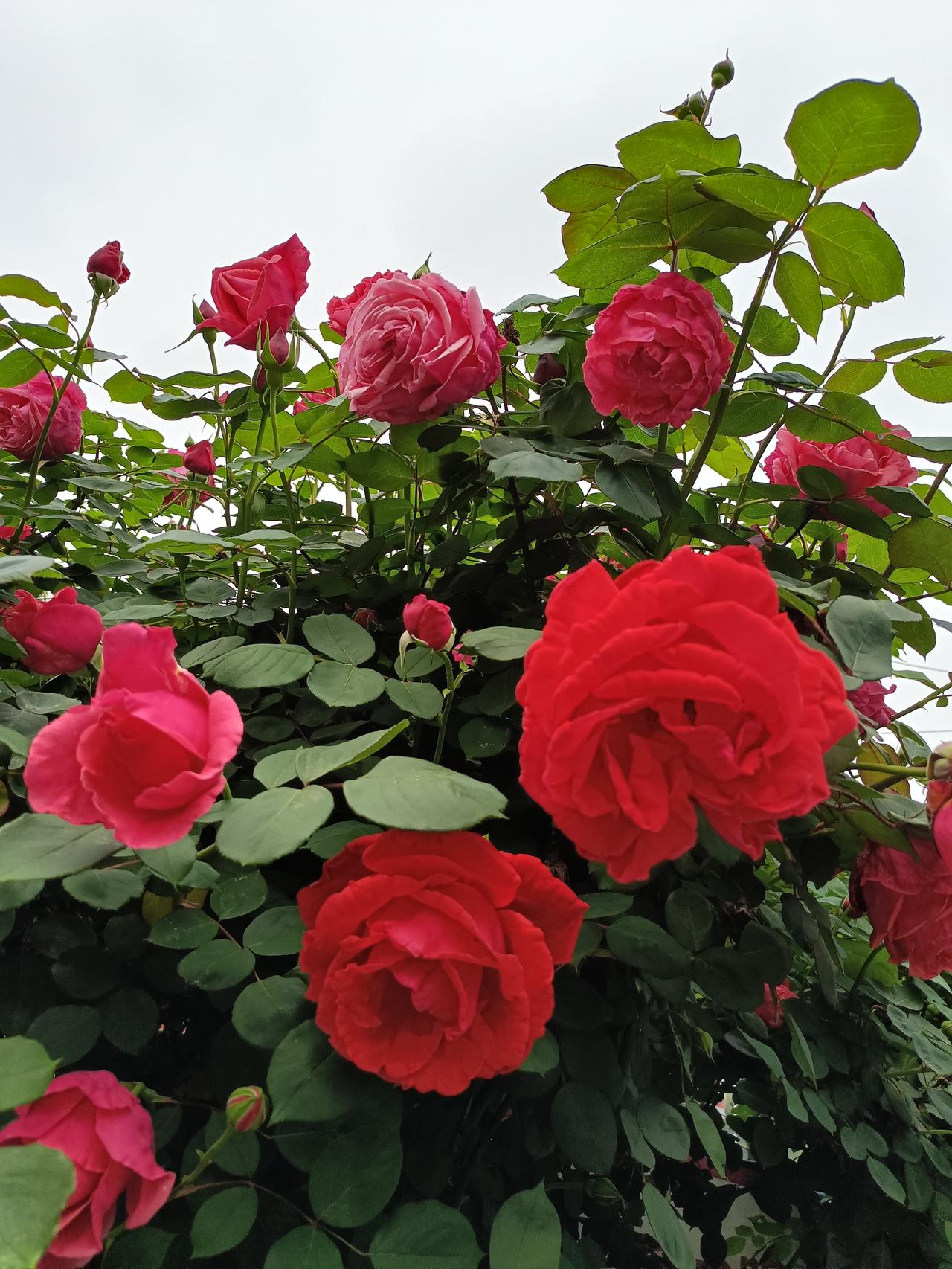 今天猛然发现，
月季花开这么多了，
红彤彤的一片，
真漂亮！