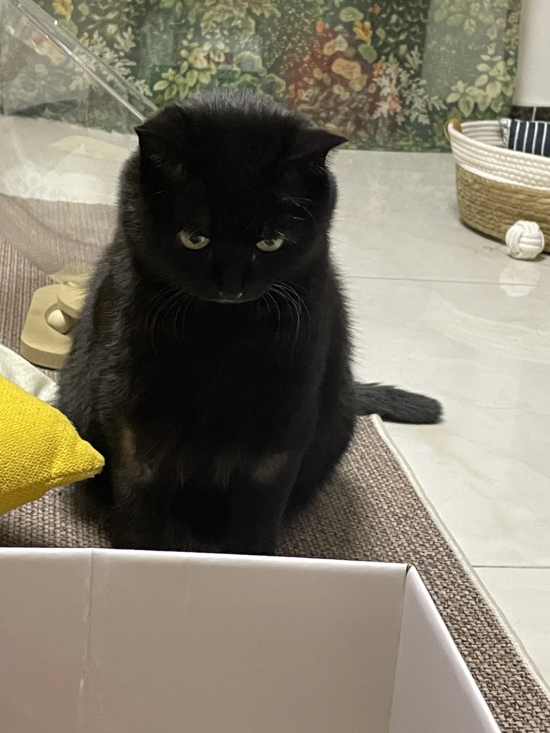 哼！让窝看看你在干甚么👀不理我