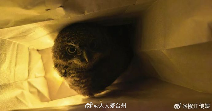 【点赞雨天便民办证晚间救助萌宠台州警民守望温情 】近日，椒江公安分局白云派出所社