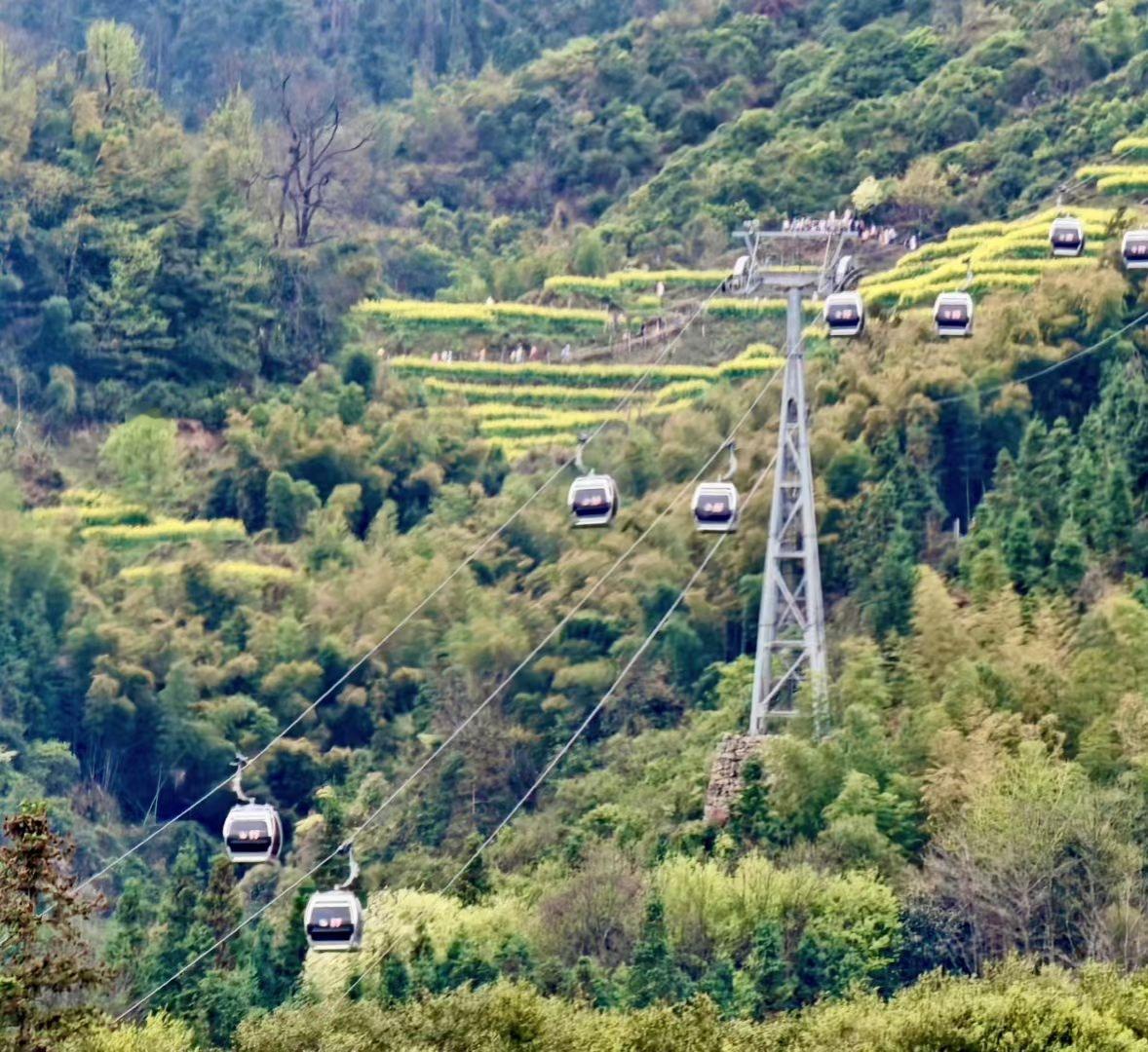 记录我的2026缆车穿梭在春日山野间，载着满厢春光，掠过层层叠叠的绿意与金黄花田