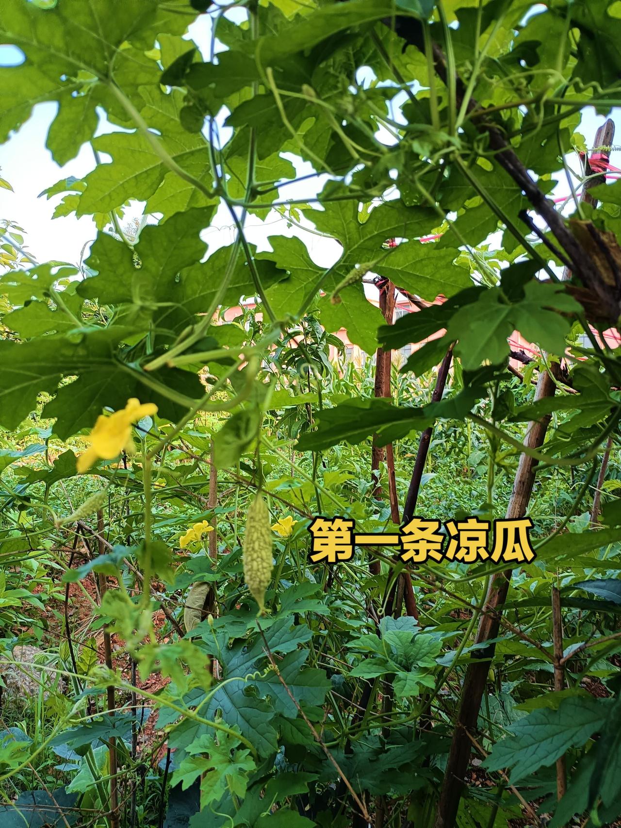 各类瓜果陆续上市，千姿百态，美不胜收。