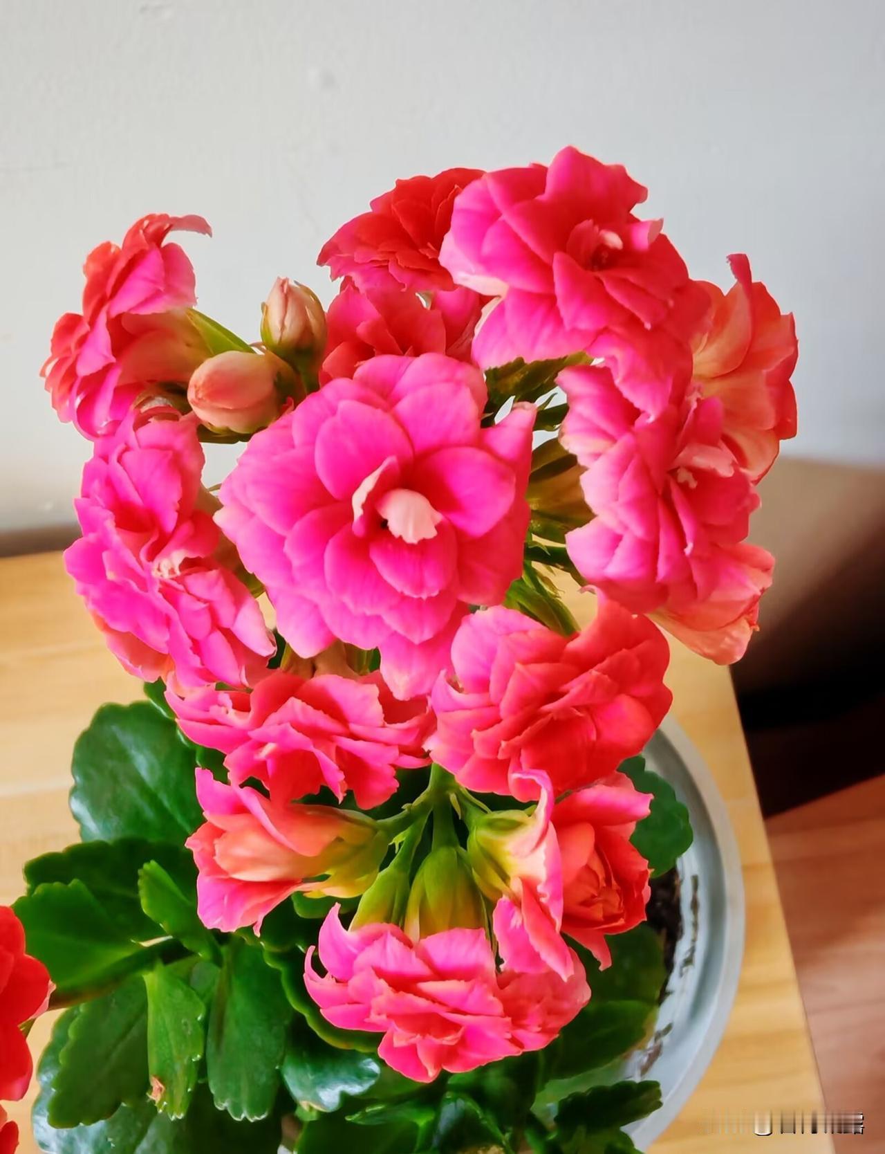 赏花拍花，收获的是好心情，只要有花可拍，生活就会像花一样丰富多彩！最治愈人心的，