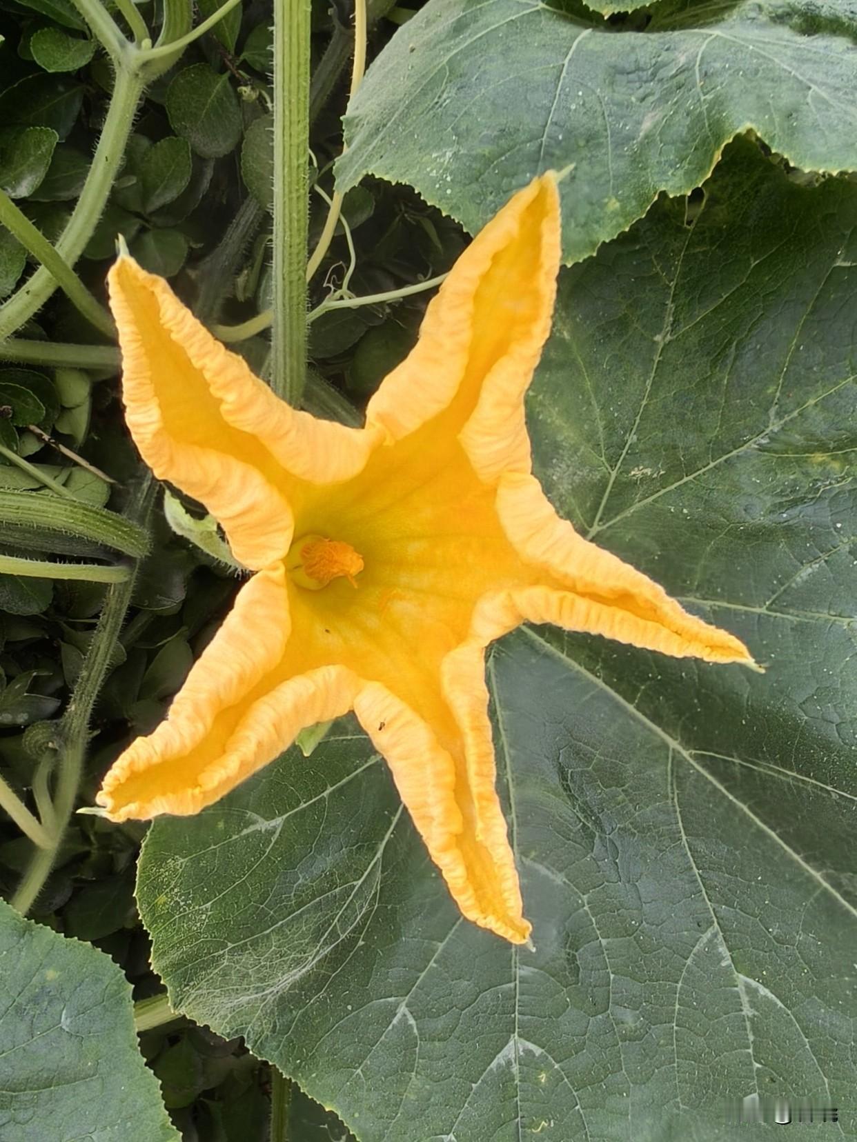 南瓜花 
南瓜花是可以吃的。
我曾喝过清甜解暑的南瓜花鸡蛋汤，品尝过清爽水润的南