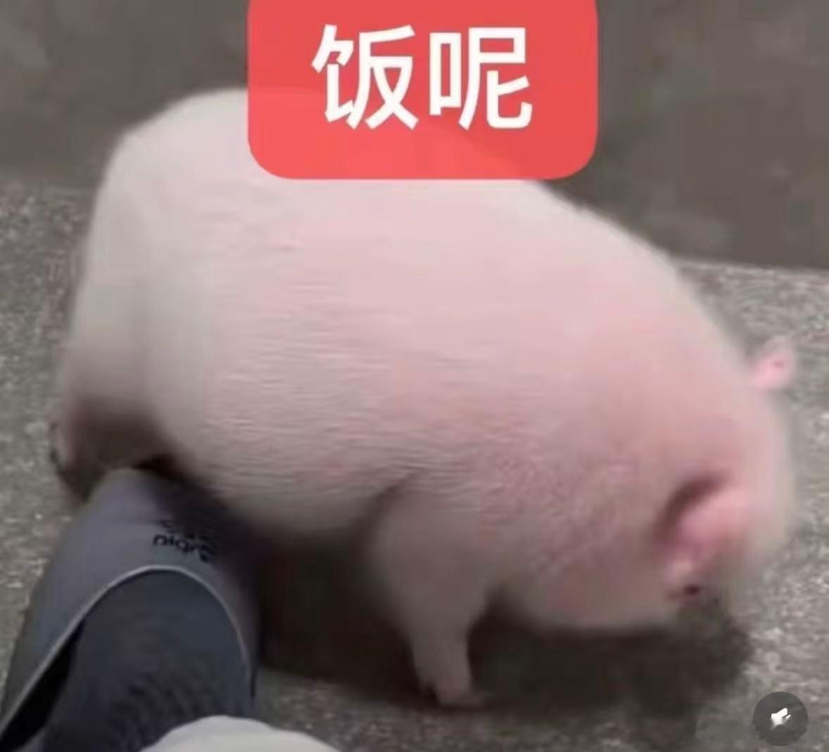 需要买几个长款大跨栏儿背心大家有推荐的吗 