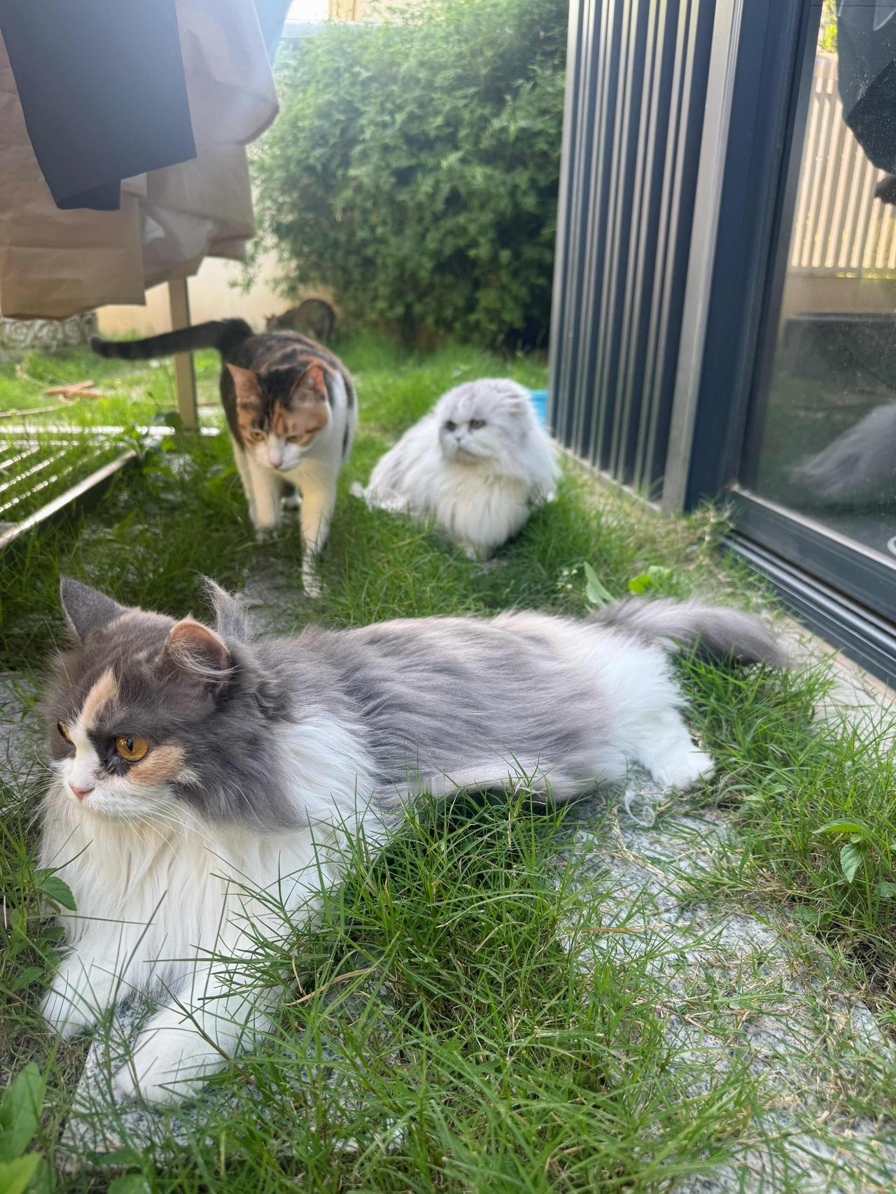 小猫咪们愉快的春游活动