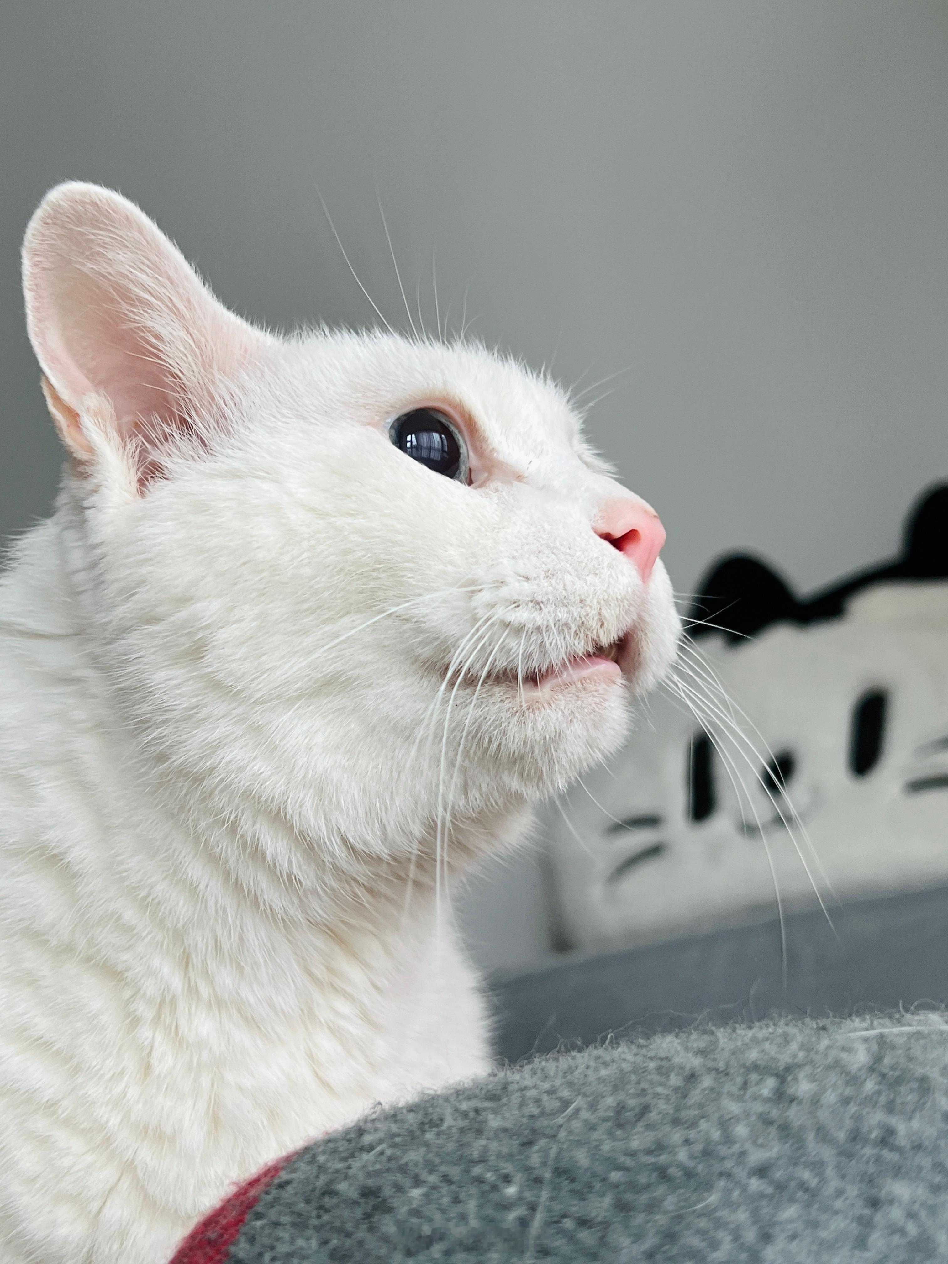 老寶好，我就好☺️ ​​​