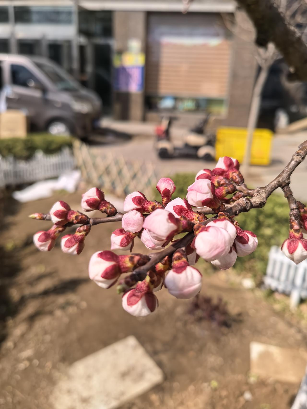 杏树花也开了。
春天真的来了！