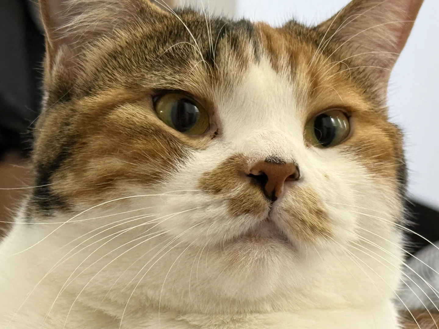 大家好，我家猫不会自己擦眼屎。