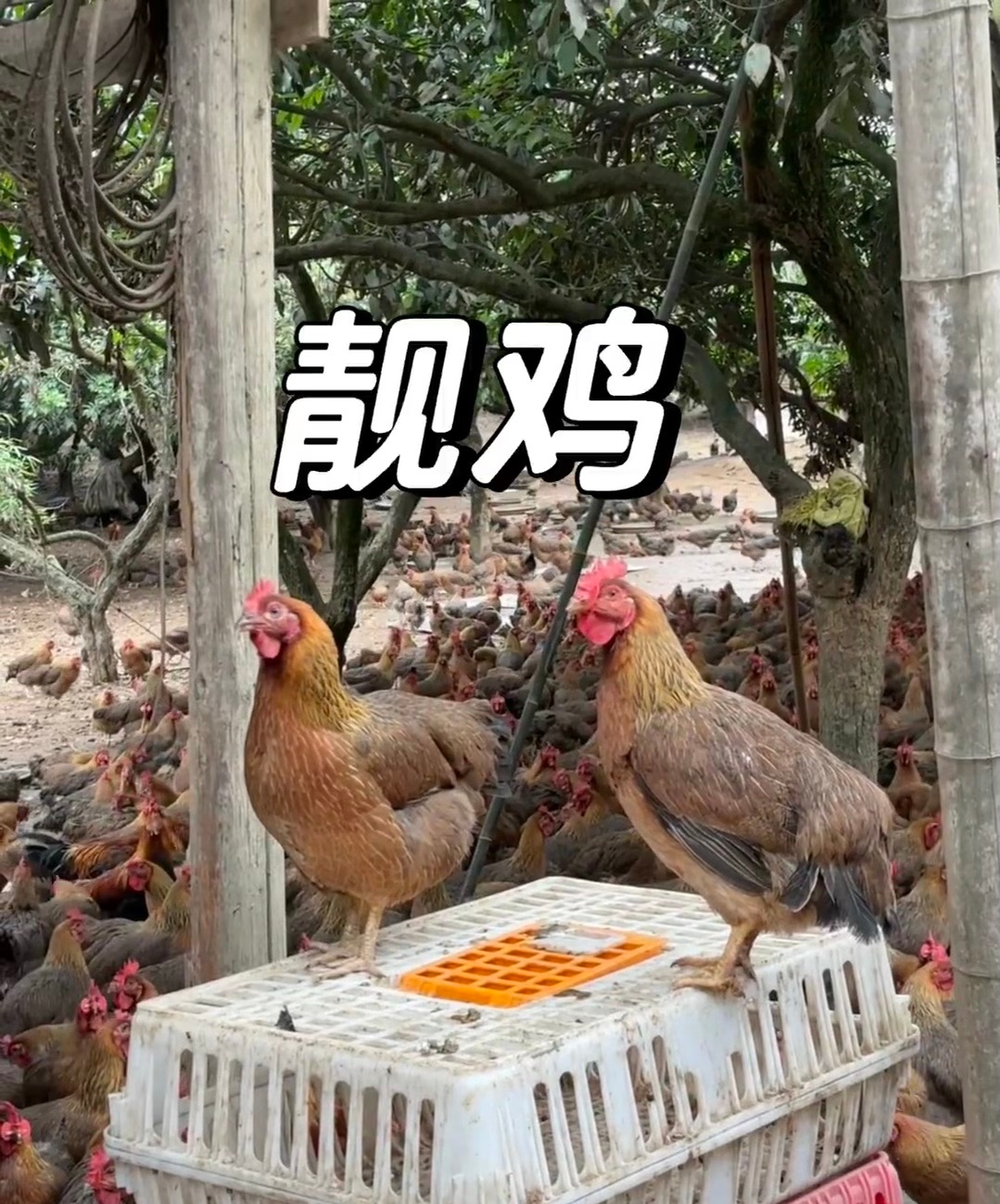 夫妇无人区获救跨3200公里送活鸡店员跑200公里进戈壁救被困夫妇 哈哈哈骨子里