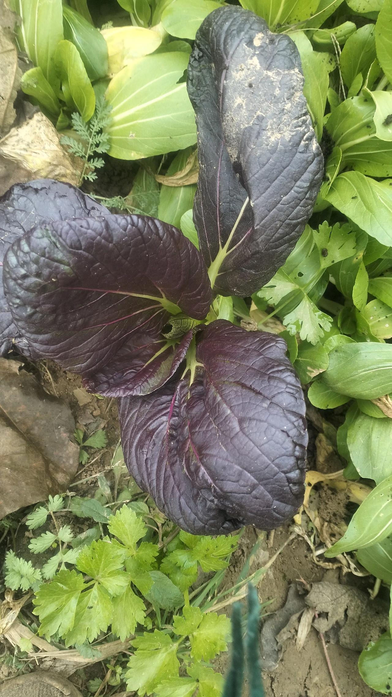 我是一个倔强的丫头，爱好种菜，在地里待一天，自己都笑，我会唱歌跳舞，我都不喜欢唱