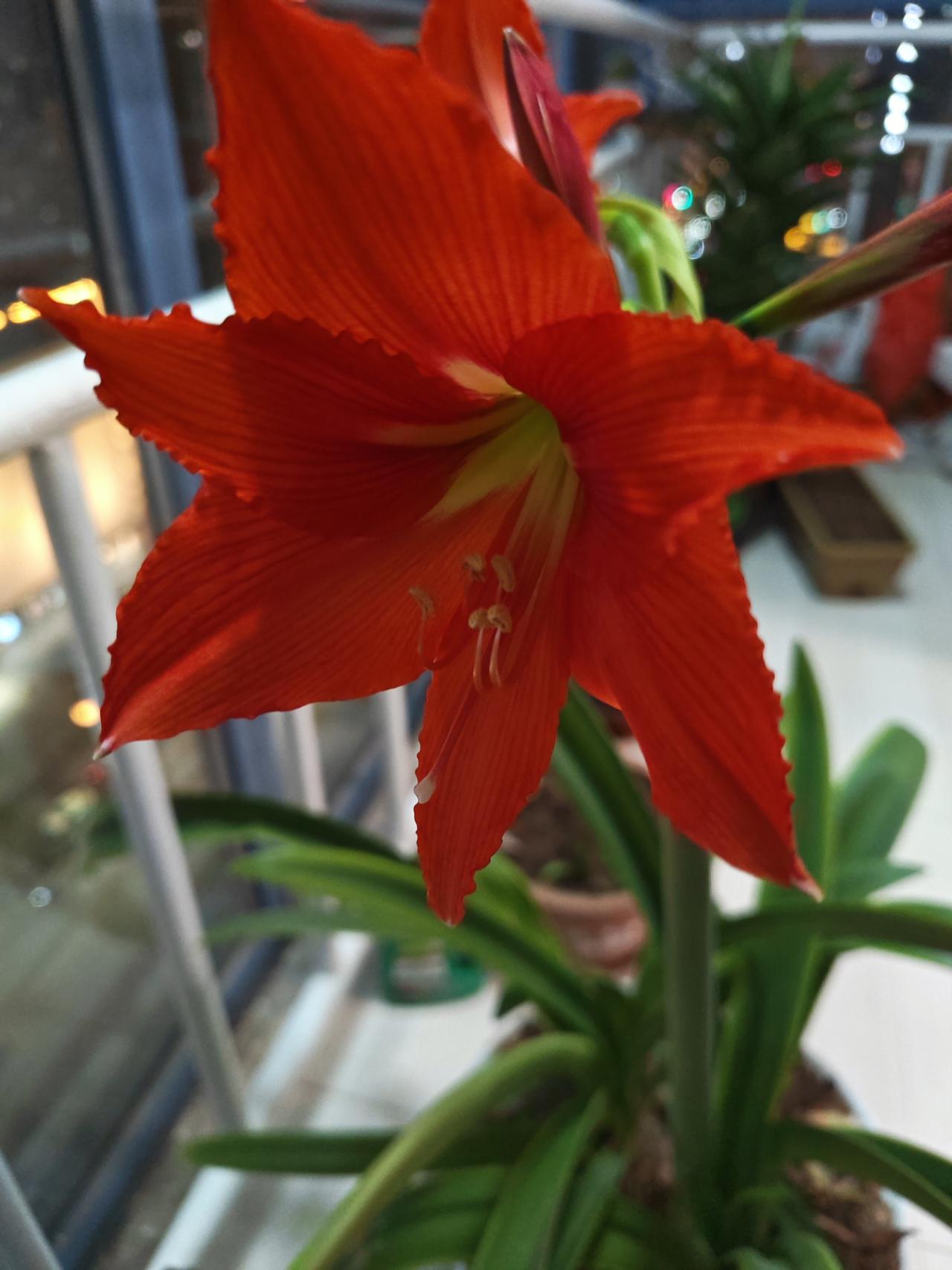 家里的朱顶红终于又开花了，朱顶红的花语是“渴望被爱、追求爱”，红色花朵也象征着吉