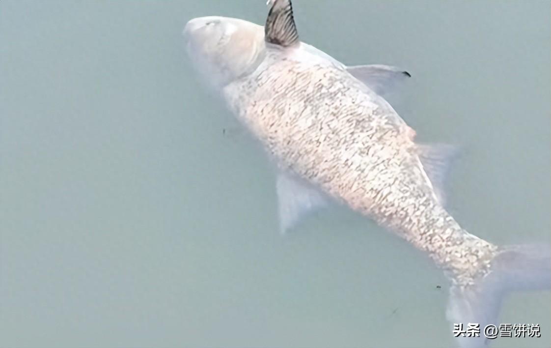 这就是命啊！贵州黔西南，男子坐船去钓鱼，有鱼上钩后，他立刻就知道这条鱼不一般，可