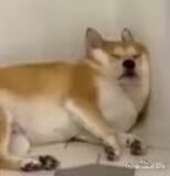 身体真的很重要……这几天只不过是血崩x导致轻微贫血，就已经让我连着几天睡不醒了每